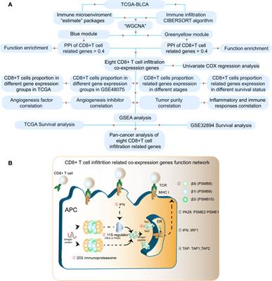 CD8+ T Cell Co-Expressed Genes Correlate With Clinical Phenotype and Microenvironments of Urothelial Cancer